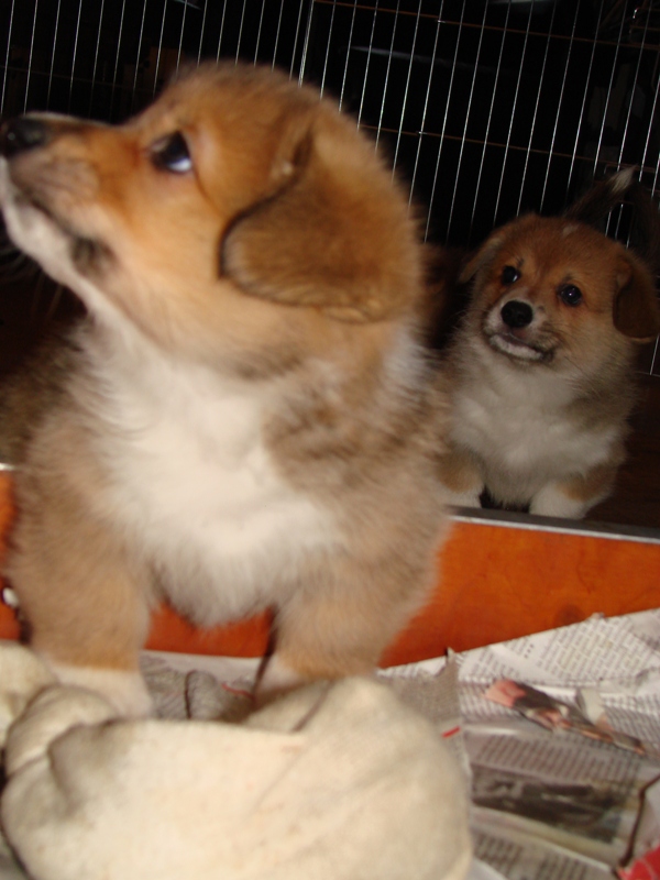 Puppies